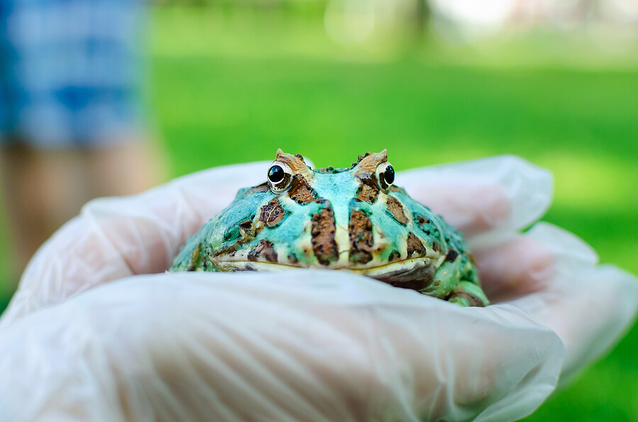 hand holding a frog
